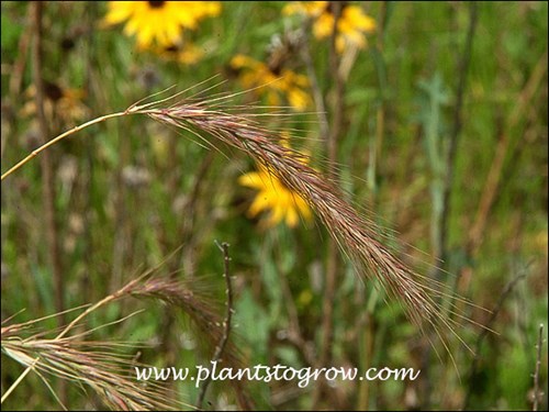 The nodding flower head in early July.